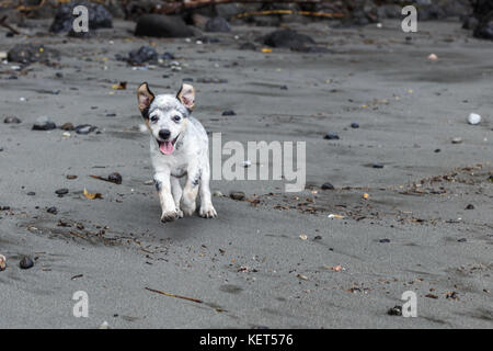Miniature pinscher cucciolo che corre lungo una spiaggia rocciosa Foto Stock