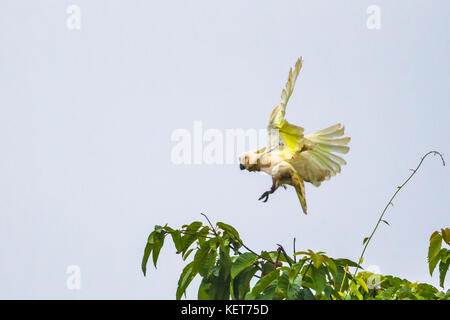 Bianco (cacatua Cacatua alba). Raja Ampat, Papua occidentale, in Indonesia Foto Stock