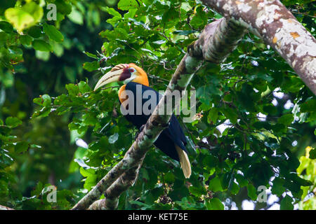 Blyth's Hornbill (Rhyticeros plicatus). Raja Ampat, Papua occidentale, Foto Stock