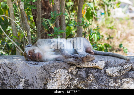 Macaco a pelo. Tempio di Uluwatu, Bali, Indonesia. Foto Stock