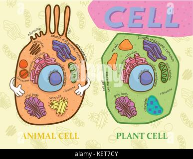 Grafico di istruzione della biologia per cellula animale e cellula vegetale schema Illustrazione Vettoriale