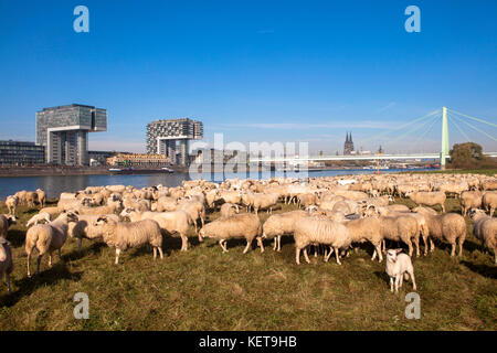 Germania, Colonia, pecore sul fiume Reno prati nel quartiere Deutz, le case Crane nel porto di Rheinau, sullo sfondo la cattedrale e. Foto Stock