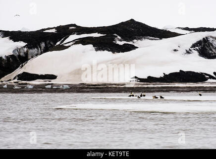 Re maschio Eider Duck (S. spectablis) con maschio e femmina Eider comune delle anatre (Somateria mollissima) in estate piumaggio sul pack artico ghiaccio. Spitsbergen Foto Stock