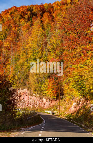 Strada attraverso la foresta su una pendenza ripida. bellissimo scenario di trasporto in autunno Foto Stock