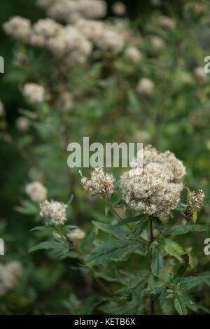 Autunno seedheads close up Foto Stock