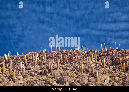 Cactus sulle colline e le rocce dell'Isla Incahuasi situato nel Salar de Uyuni Sud Lipez Bolivia Sud America Foto Stock