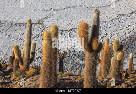 Close up di cactus giganti sulle colline e le rocce di La Isla Incahuasi situato nel Salar de Uyuni Sud Lipez Bolivia America del Sud Foto Stock