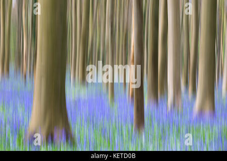 Dettagli astratta di tronchi di legno di alberi di sequoia e bluebells in fiore nella foresta di Hallerbos Halle Belgio Europa Foto Stock