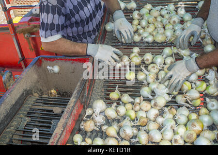 Onion harvester a lavoro. Rimozione dei lavoratori di marcio cipolle e le zolle da nastro trasportatore piattaforma. Badajoz, Spagna Foto Stock