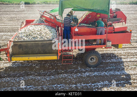 Raccoglitrice di cipolle al lavoro. Lavoratori che rimuovono cipolle marciume e zolle su piattaforma. Badajoz, Spagna Foto Stock