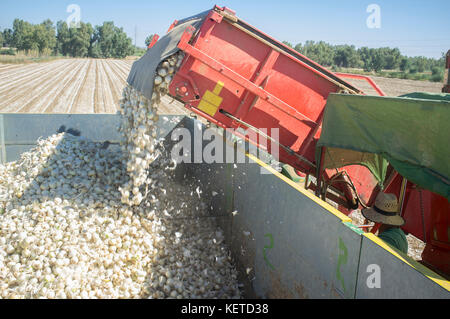 Raccoglitrice di cipolle al lavoro. Carrello di carico della macchina. Dettaglio nastro trasportatore Foto Stock