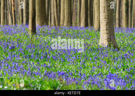 Tappeto viola di fioritura bluebells incorniciato da tronchi di Sequoia gigante alberi della foresta Hallerbos Halle Belgio Europa Foto Stock