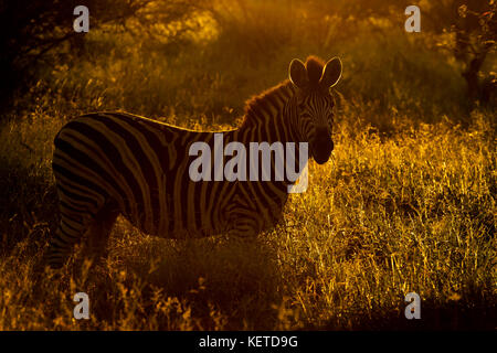 Le pianure zebra (Equus quagga), guardando la telecamera, retroilluminato sulla savana durante l'alba, il parco nazionale Kruger, sud africa Foto Stock