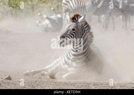 Le pianure zebra (Equus quagga) laminazione in polvere sulla savana Kruger National Park, Sud Africa Foto Stock