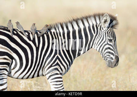 Pecker a becco rosso (Buphagus erythrorhyncus) sulla Plains zebra (Equus quagga), Parco nazionale di Kruger, Sudafrica Foto Stock