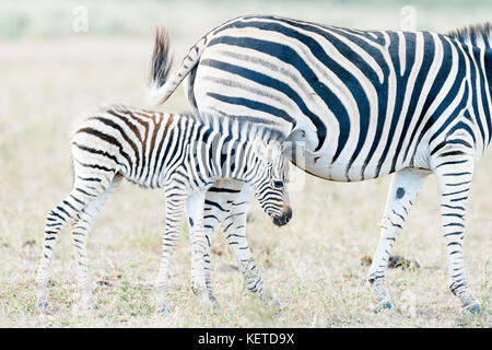 Le pianure zebra (Equus quagga) puledro cercando di bere con la madre, il parco nazionale Kruger, sud africa Foto Stock