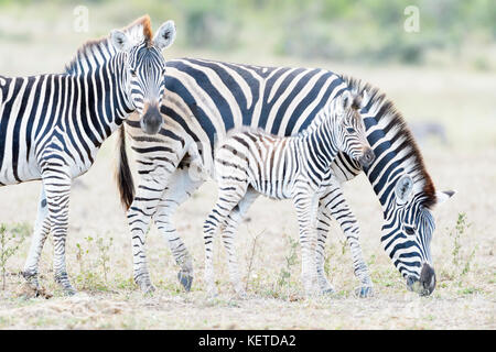 Le pianure zebra (Equus quagga) madre e puledro sulla savana Kruger National Park, Sud Africa Foto Stock