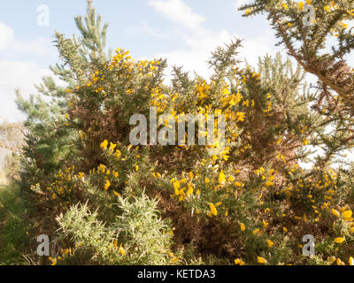 Bella crescita sorprendente giallo luminoso gorse fiori sulla boccola pungenti ; essex; Inghilterra; Regno Unito Foto Stock