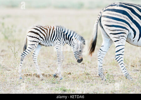 Le pianure zebra (Equus quagga) la madre e il bambino sulla savana Kruger National Park, Sud Africa Foto Stock