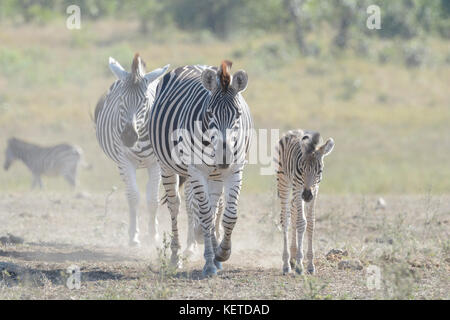 Le pianure zebra (Equus quagga) madre e puledro camminando sulla savana Kruger National Park, Sud Africa Foto Stock