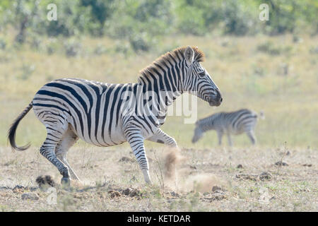 Le pianure zebra (Equus quagga) in esecuzione sulla savana Kruger National Park, Sud Africa Foto Stock