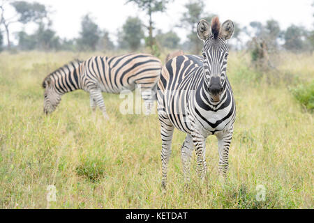La burchell zebra o pianure zebra (Equus quagga), guardando la telecamera, Kruger National Park, Sud Africa Foto Stock