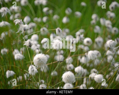 Testa di sementi da Hare's-tail cottongrass Foto Stock