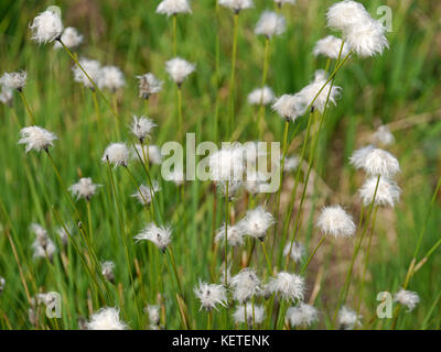 Testa di sementi da Hare's-tail cottongrass Foto Stock