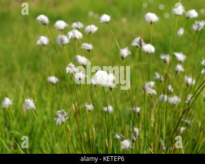 Testa di sementi da Hare's-tail cottongrass Foto Stock