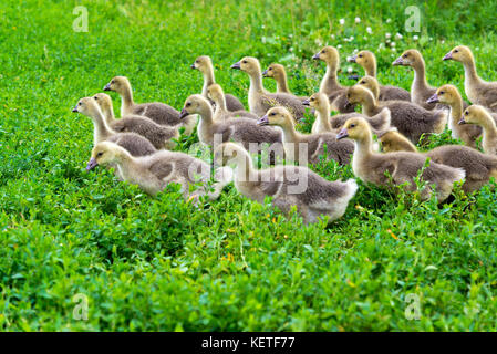 Giovane oca all età di 1 mese a piedi sull'erba Foto Stock