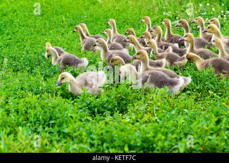 Giovane oca all età di 1 mese a piedi sull'erba Foto Stock