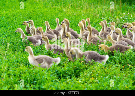 Giovane oca all età di 1 mese a piedi sull'erba Foto Stock