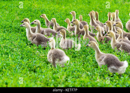 Giovane oca all età di 1 mese a piedi sull'erba Foto Stock