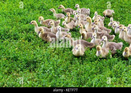 Giovane oca all età di 1 mese a piedi sull'erba Foto Stock