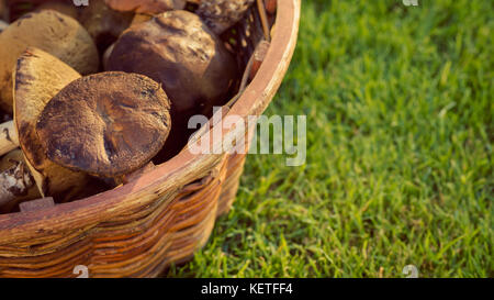 Mix di foresta commestibile di funghi in un cestello, autunno autunno del concetto Foto Stock