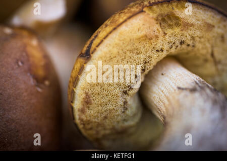 Mix di foresta commestibili funghi, autunno autunno concetto, macro shot Foto Stock