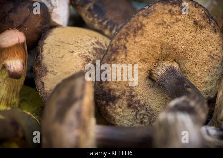 Mix di foresta commestibili funghi, autunno autunno concetto, macro shot Foto Stock