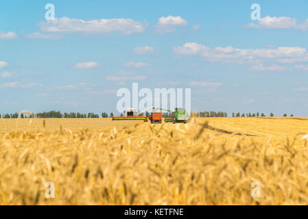 Macchine agricole rimuove il raccolto di grano sul campo. LA RUSSIA Foto Stock