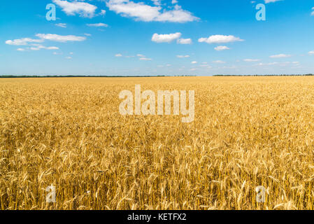 Campo di grano maturo in una giornata di sole Foto Stock