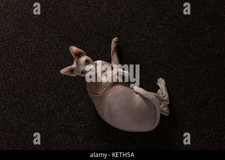 Un simpatico e interessante razza di una sfinge glabre cat in posa per ritratto Foto Stock