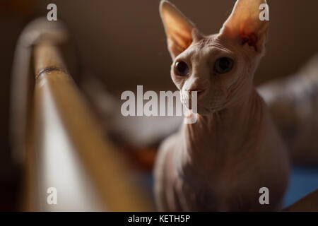 Un simpatico e interessante razza di una sfinge glabre cat Foto Stock
