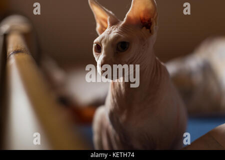 Un simpatico e interessante razza di una sfinge glabre cat Foto Stock