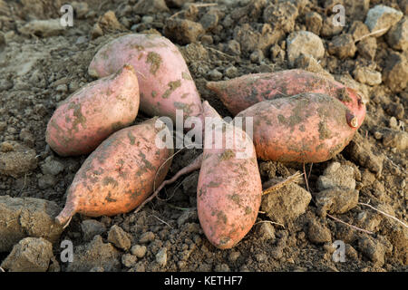 Kamote tuberi, cultivar di patata dolce 'Ipomoea batatas'. Foto Stock