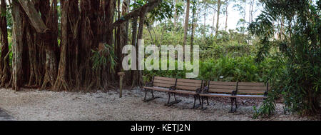 Panche sotto gli alberi di banyan Ficus carica con le loro radici spesse fodera un percorso tropicale nel sud della Florida Foto Stock