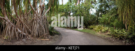 Alberi di banyan Ficus carica con le loro radici spesse linea un percorso tropicale nel sud della Florida Foto Stock