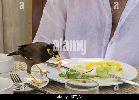 Myna comune è mangiare un amlet da un turista della targa in cafe Foto Stock