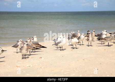 Royal tern thalasseus maximus in mezzo a un gregge di ridere i gabbiani leucophaeus atricilla su Napoli Beach in Florida Foto Stock