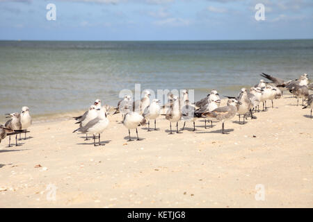 Royal tern thalasseus maximus in mezzo a un gregge di ridere i gabbiani leucophaeus atricilla su Napoli Beach in Florida Foto Stock