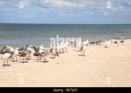 Royal tern thalasseus maximus in mezzo a un gregge di ridere i gabbiani leucophaeus atricilla su Napoli Beach in Florida Foto Stock