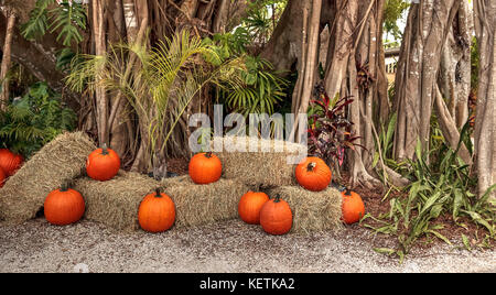 Alberi di banyan Ficus carica con le loro radici spesse circa un percorso tropicale foderato con zucche di Halloween intorno nel sud della Florida Foto Stock